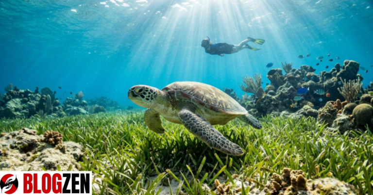 Best Places to Swim With Turtles What Experts Know That You Don’t best places to swim with turtles